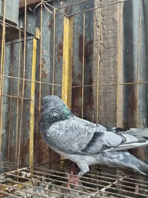 1 Pair of Highflyer Pigeons