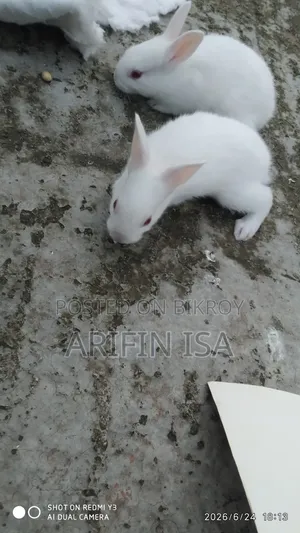 Two Rabbits For Sale