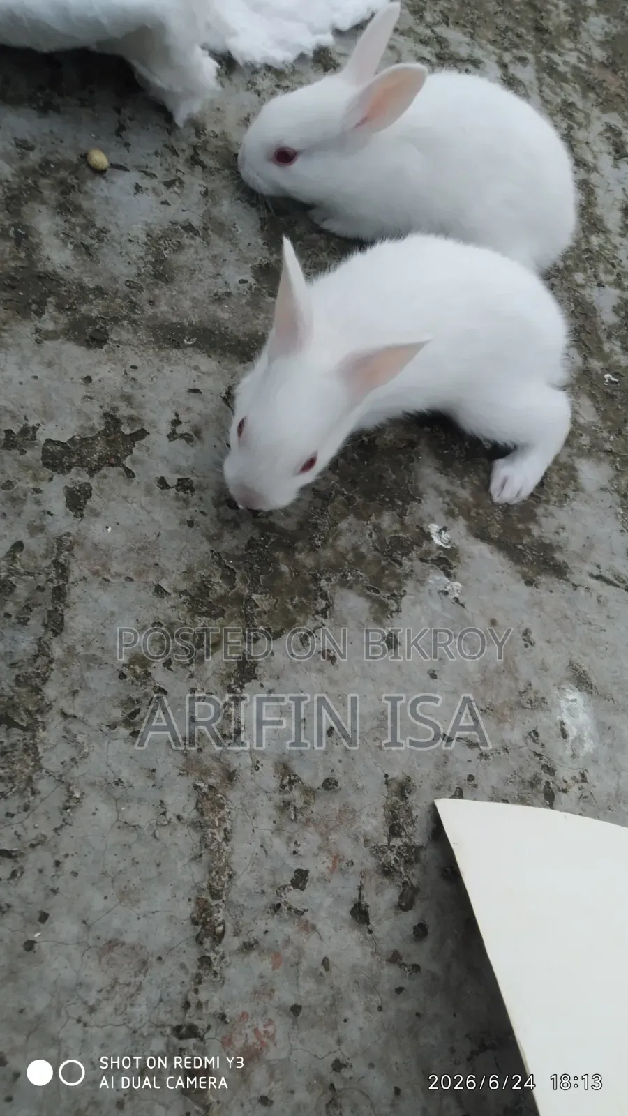 Two Rabbits For Sale