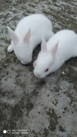 Two Rabbits For Sale