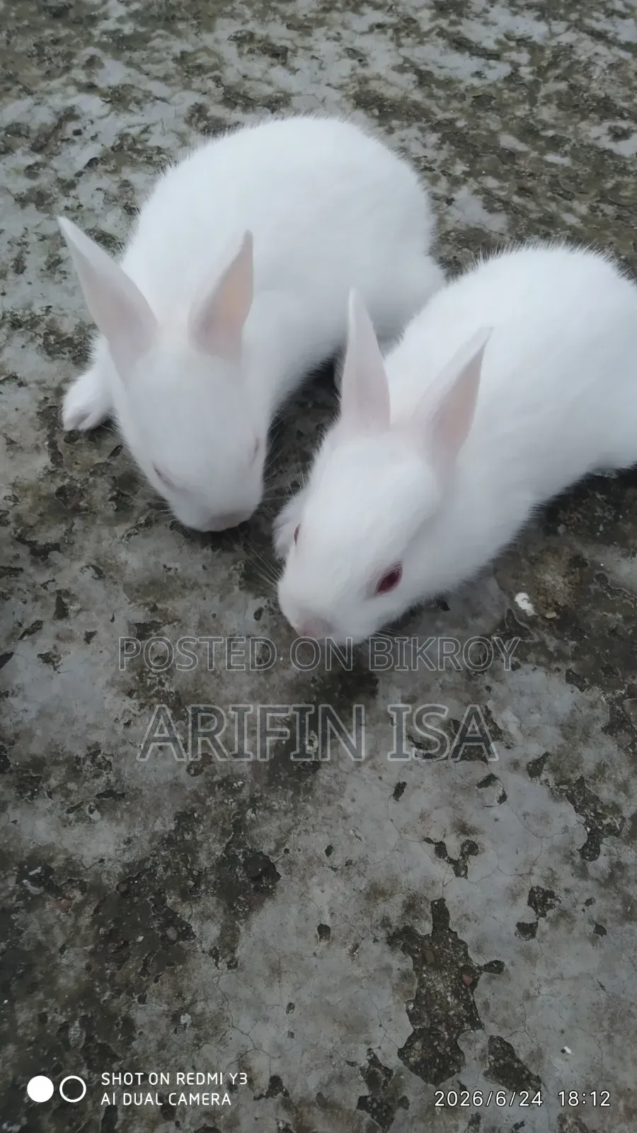 Two Rabbits For Sale