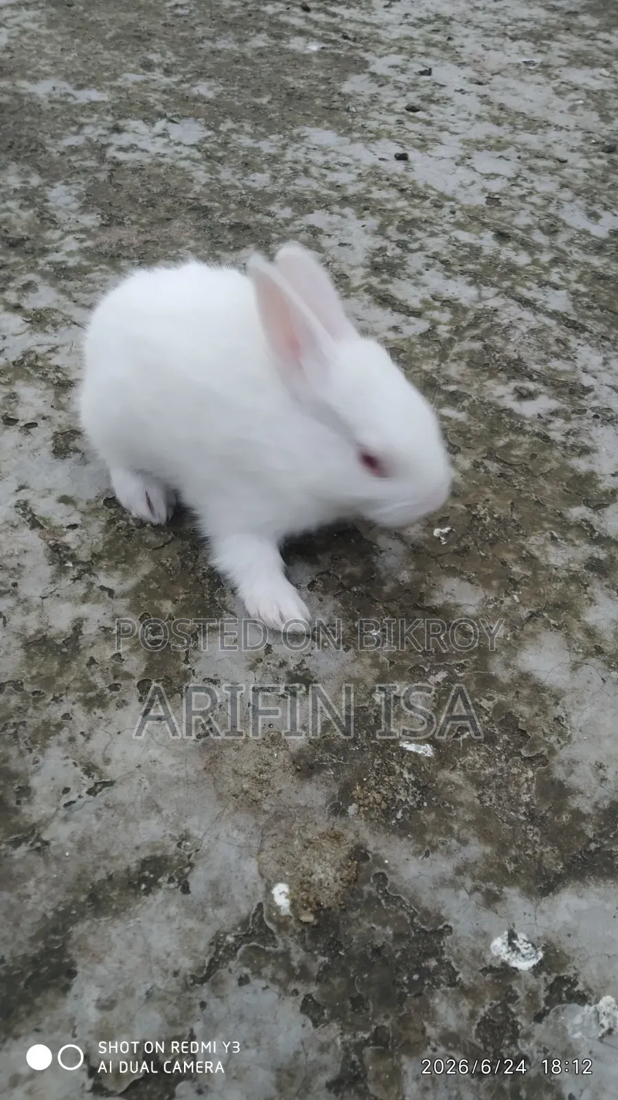 Two Rabbits For Sale