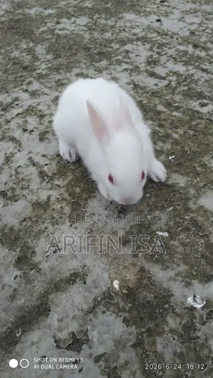 Two Rabbits For Sale