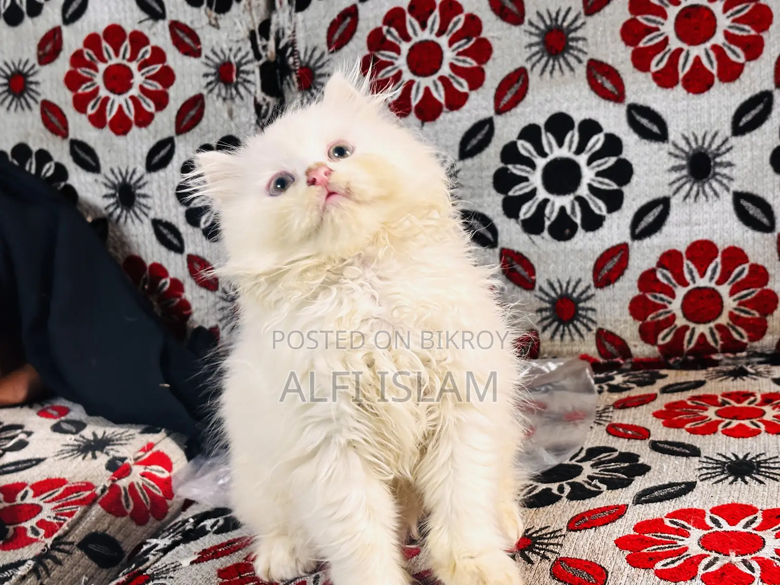1-3 Months Male Purebred Persian
