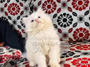1-3 Months Male Purebred Persian