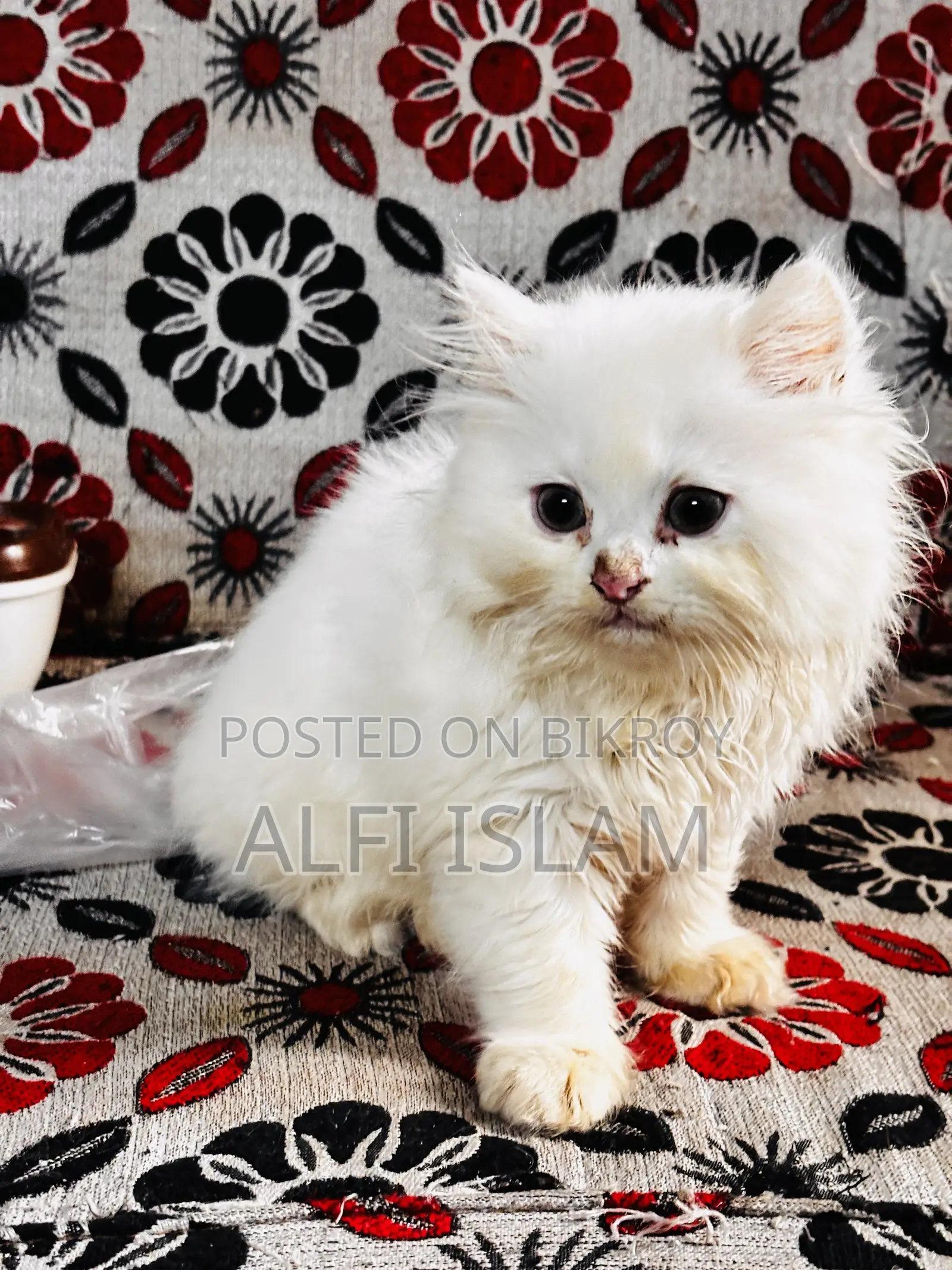 1-3 Months Male Purebred Persian