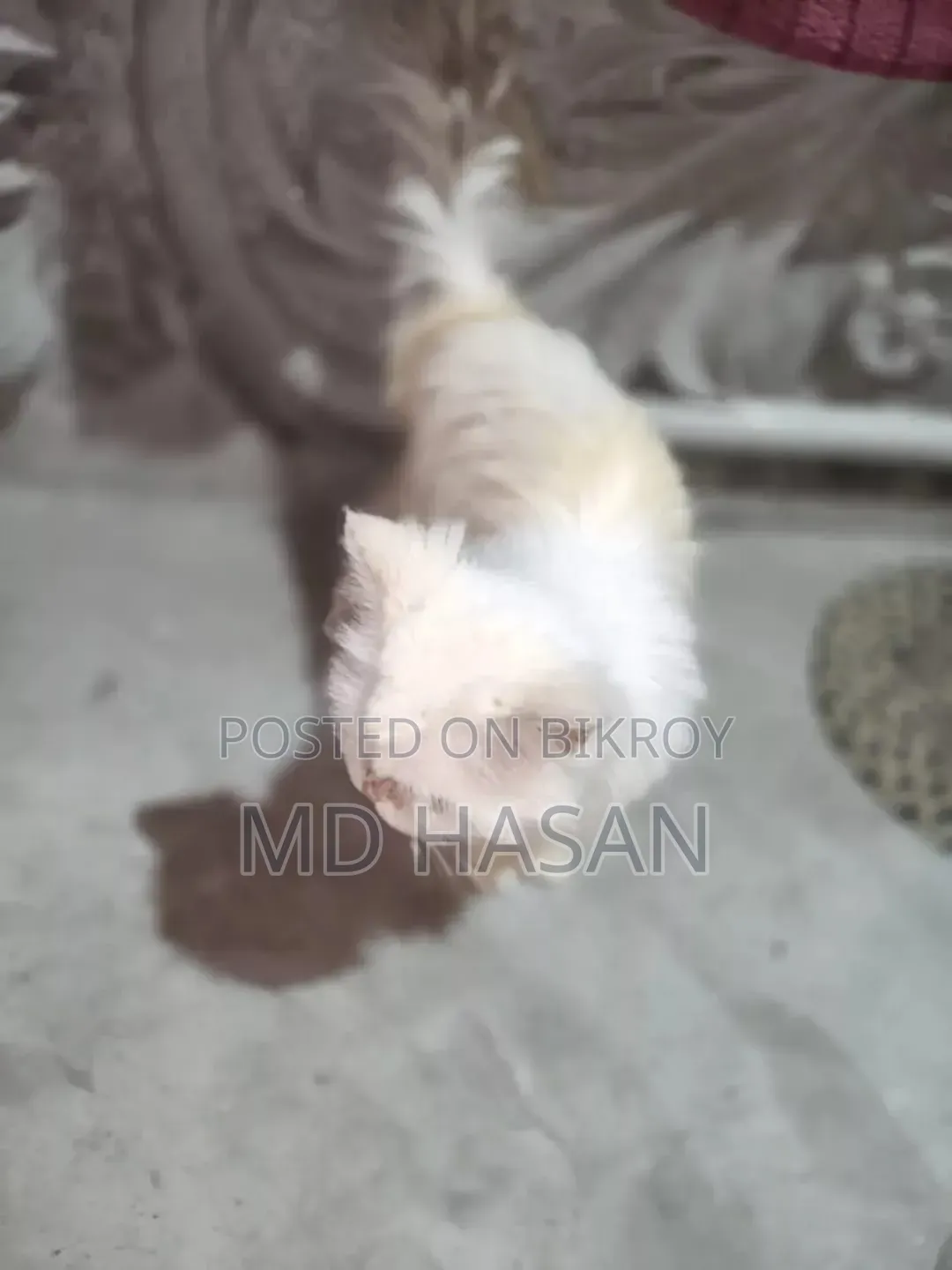6-12 Months Male Mixed Breed Bengal