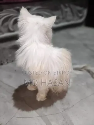 ৬-১২ মাস বয়সী মিক্সড ব্রিড বেঙ্গল বিড়াল