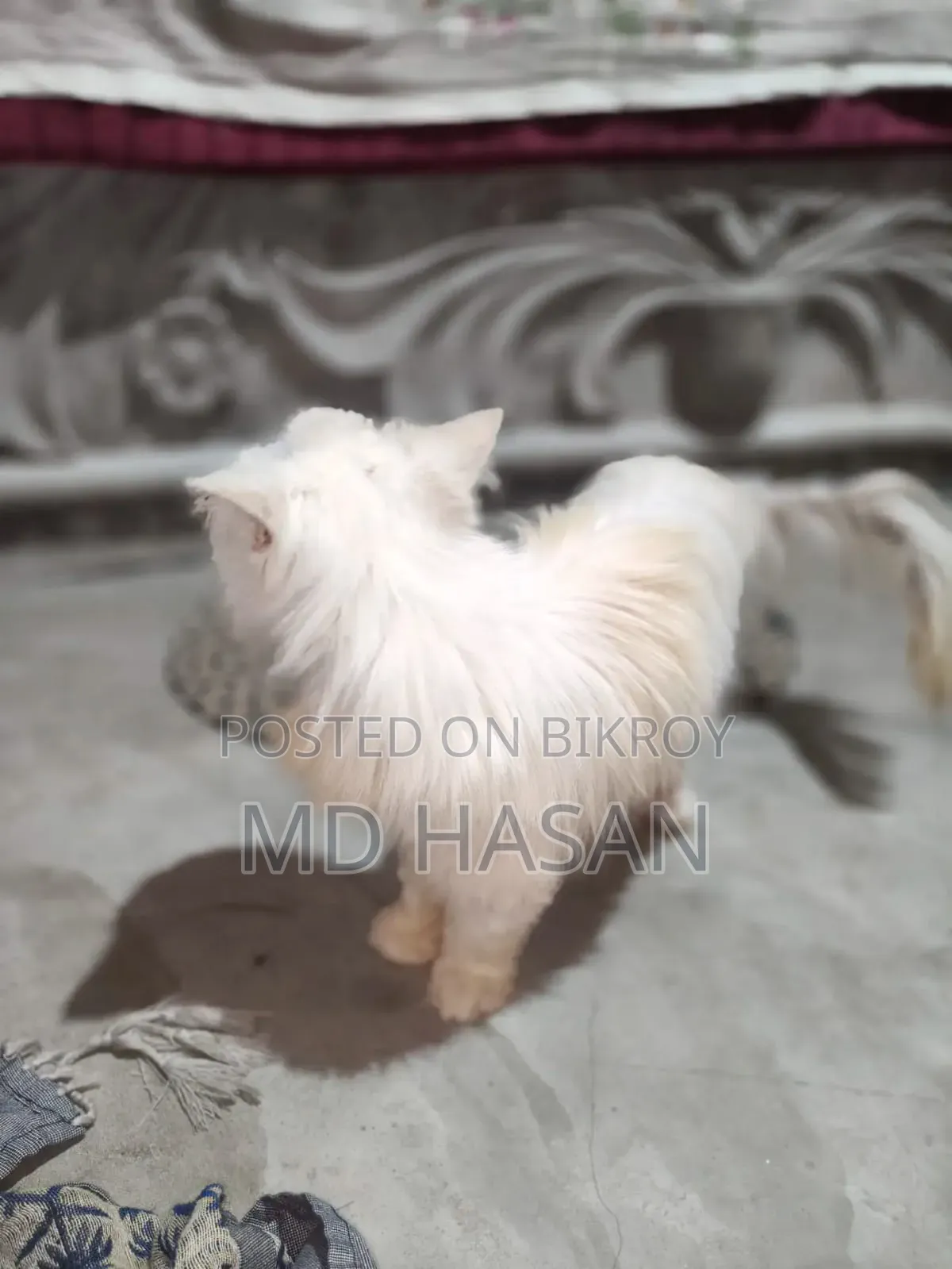 6-12 Months Male Mixed Breed Bengal