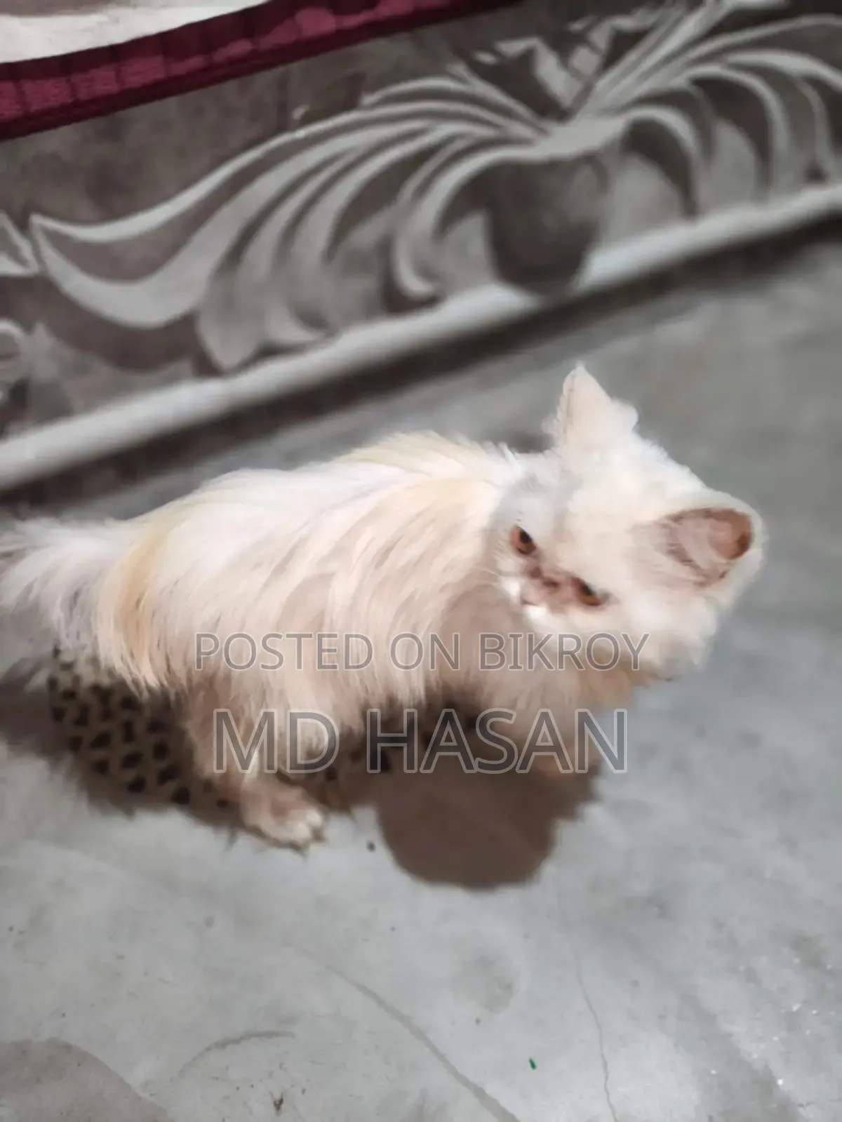 6-12 Months Male Mixed Breed Bengal