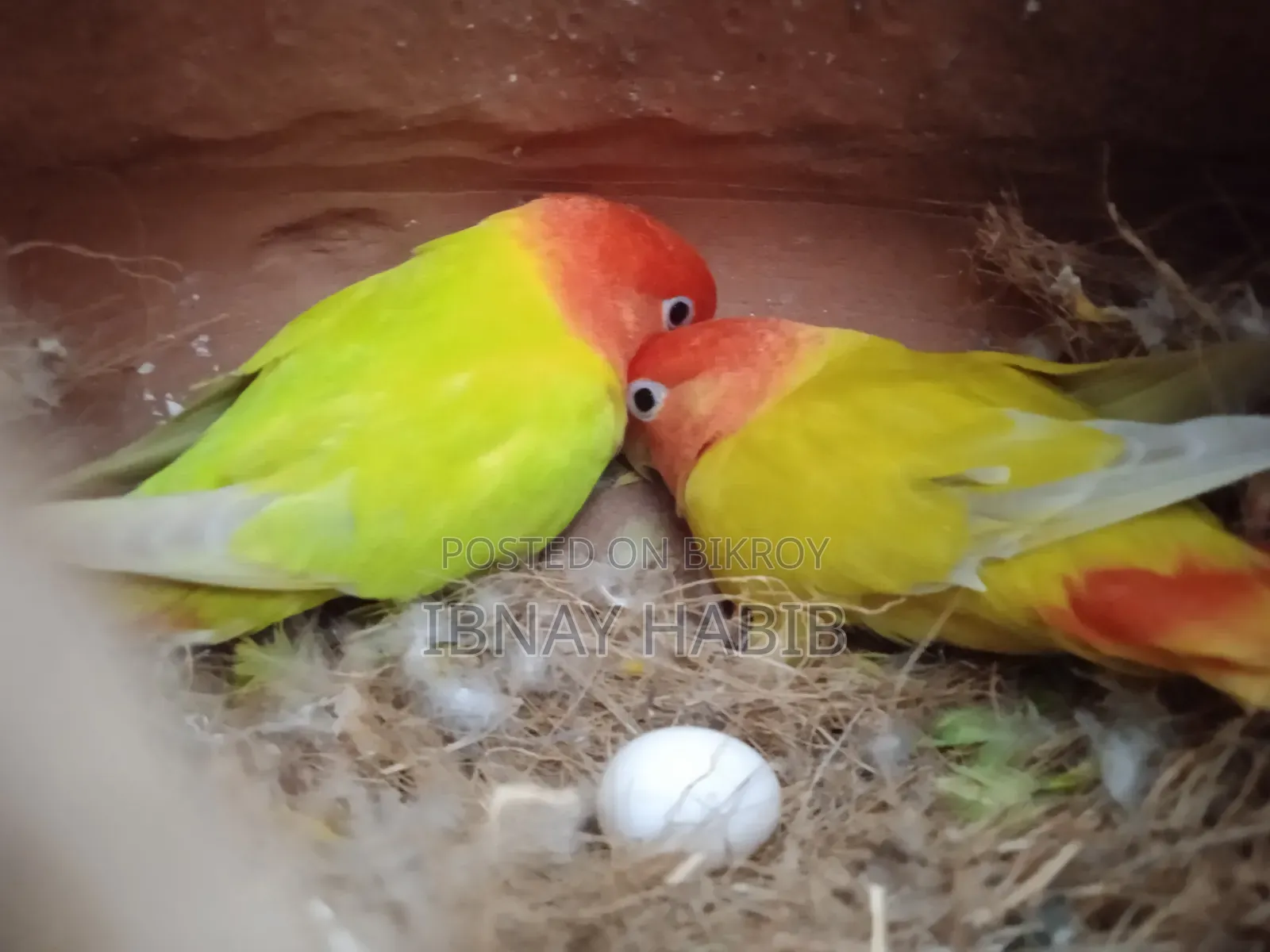 ডিম, বাচ্চা, করা লাভ বার্ড