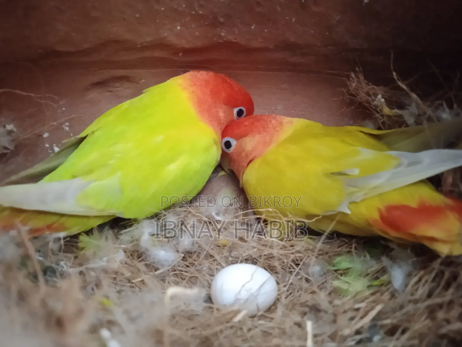 ডিম, বাচ্চা, করা লাভ বার্ড