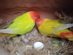 ডিম, বাচ্চা, করা লাভ বার্ড