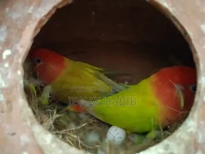 ডিম, বাচ্চা, করা লাভ বার্ড