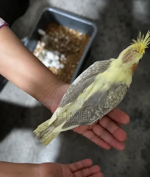 Super Tame Cockatiel Baby