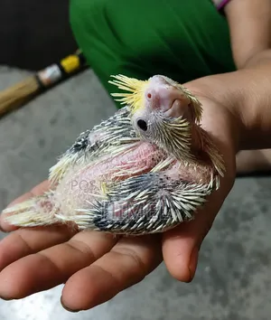 Super Tame Cockatiel Baby