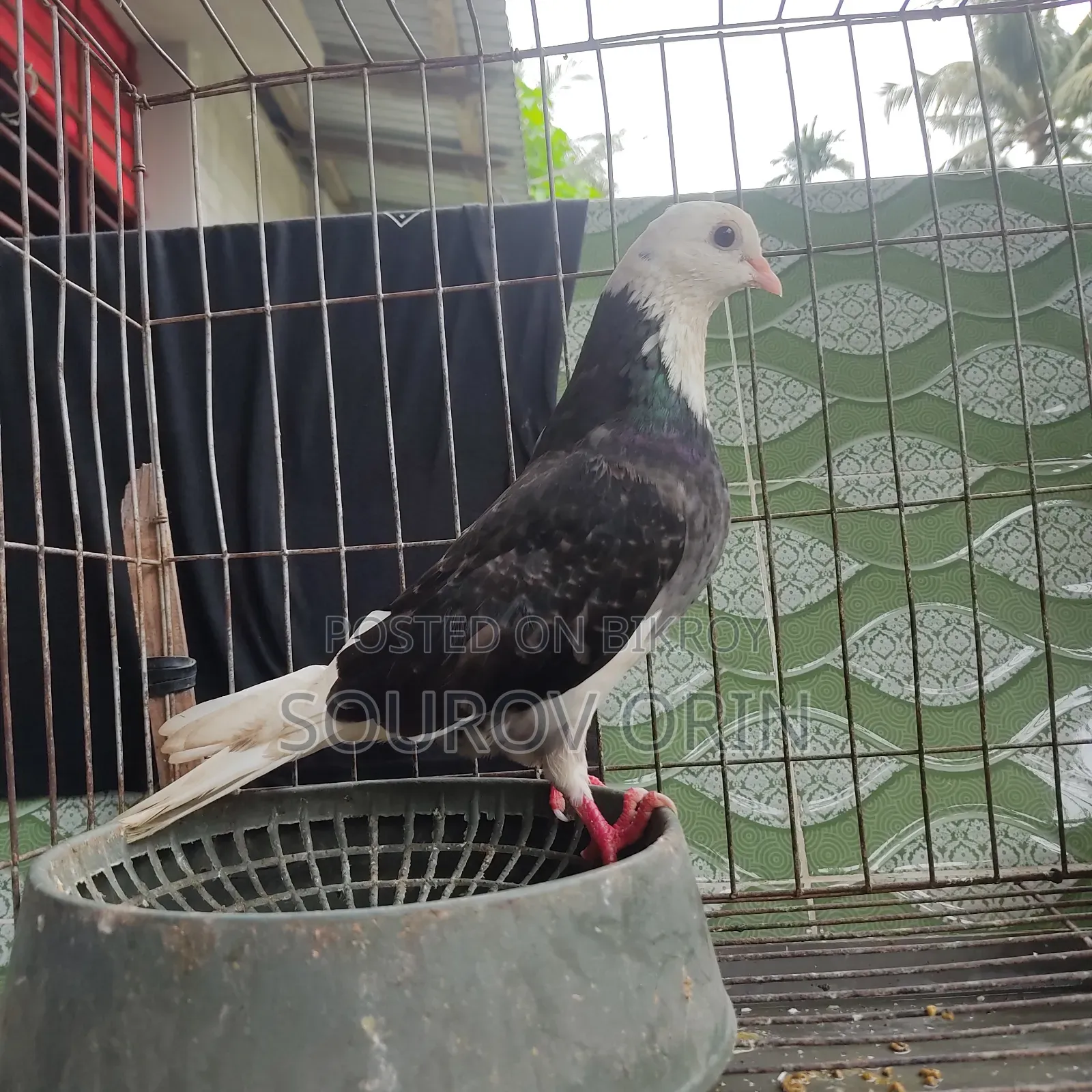 Gorra Female Pigeon with Two Eyes