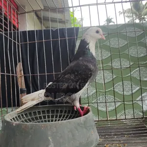 Gorra Female Pigeon with Two Eyes