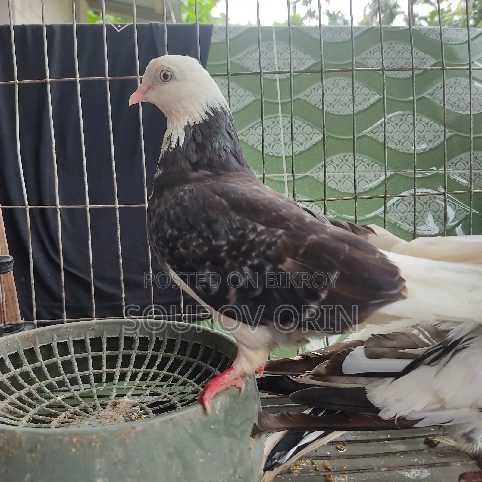 Gorra Female Pigeon with Two Eyes