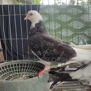 Gorra Female Pigeon with Two Eyes