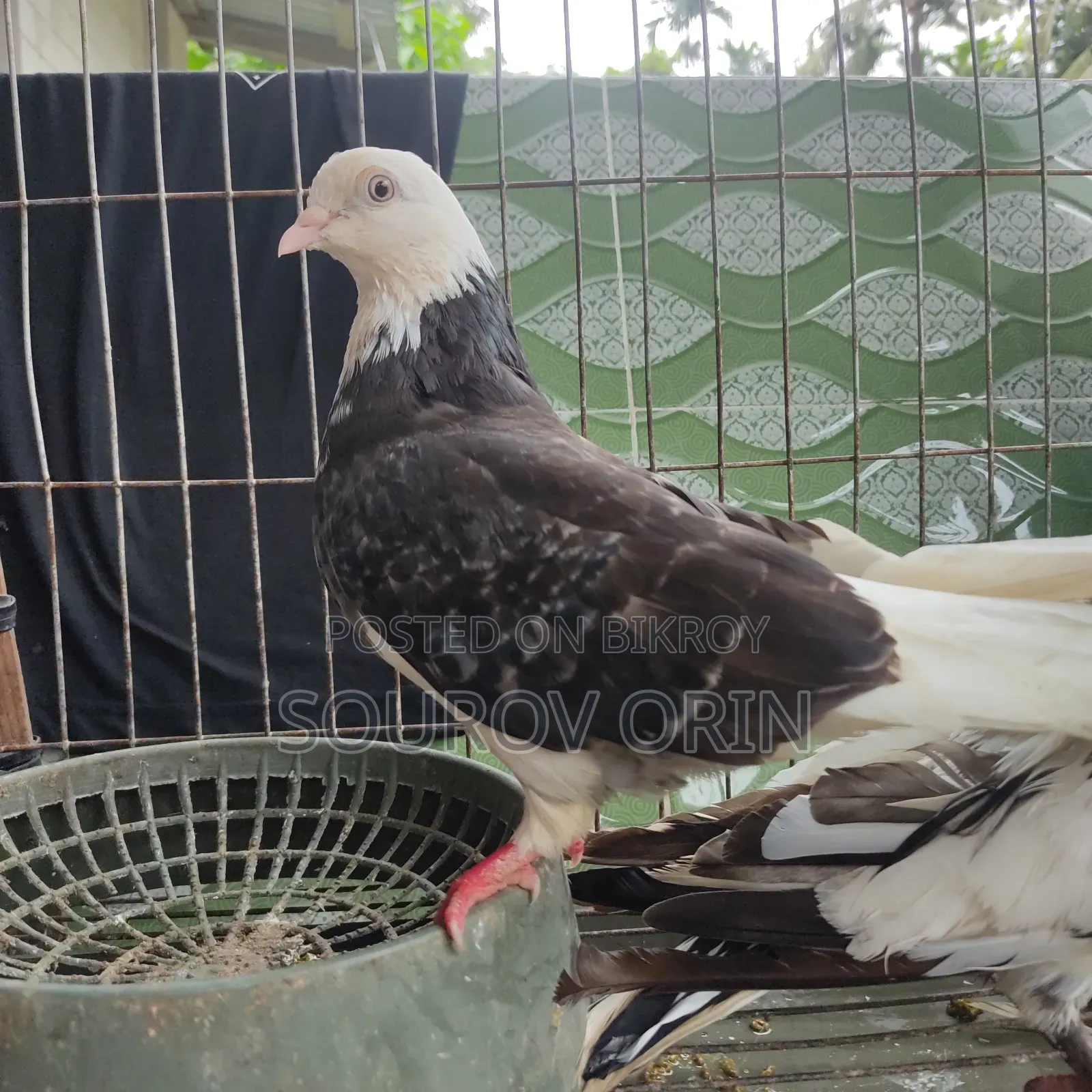 Gorra Female Pigeon with Two Eyes