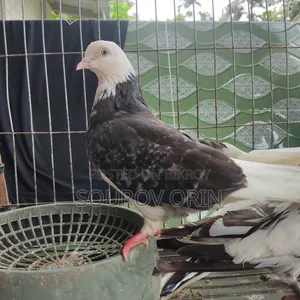 Gorra Female Pigeon with Two Eyes