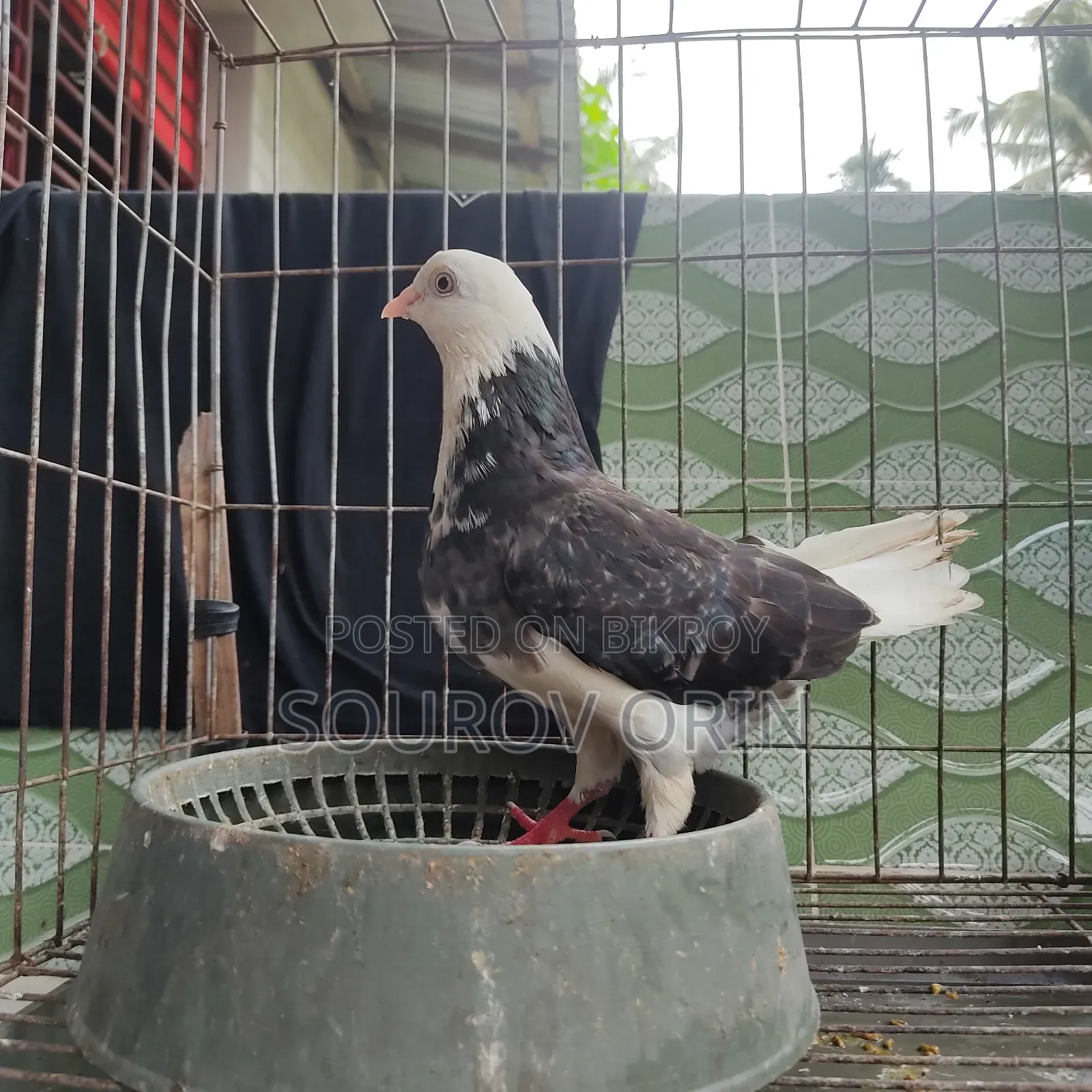 Gorra Female Pigeon with Two Eyes