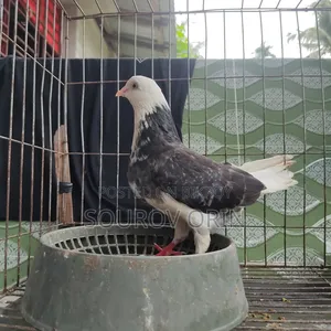 Gorra Female Pigeon with Two Eyes