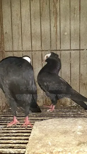 Selling Mukhi Pigeons