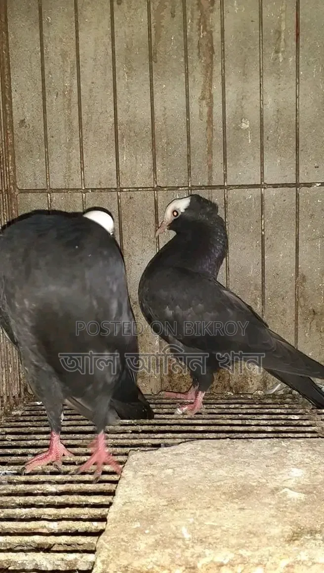 Selling Mukhi Pigeons