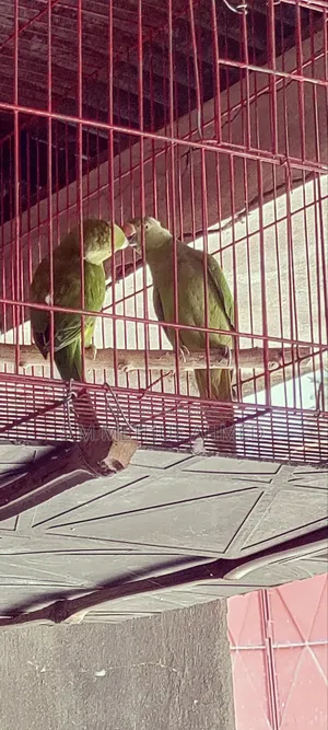 Ringneck Parakeet + Cage For Sale