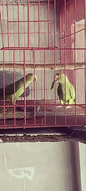 Ringneck Parakeet + Cage for Sale