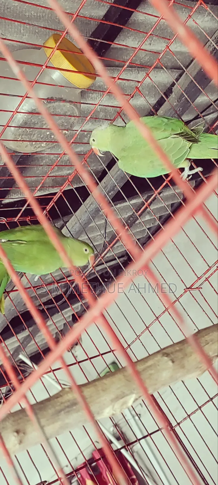 Ringneck Parakeet + Cage for Sale