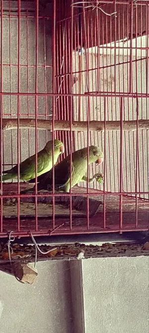 Ringneck Parakeet + Cage for Sale