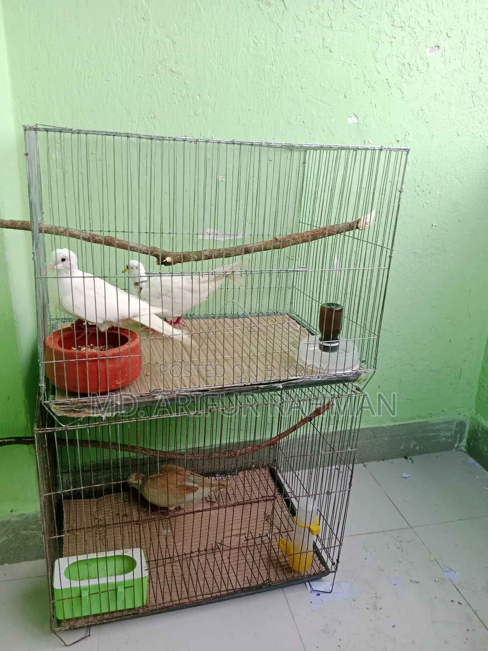Australian White Dove