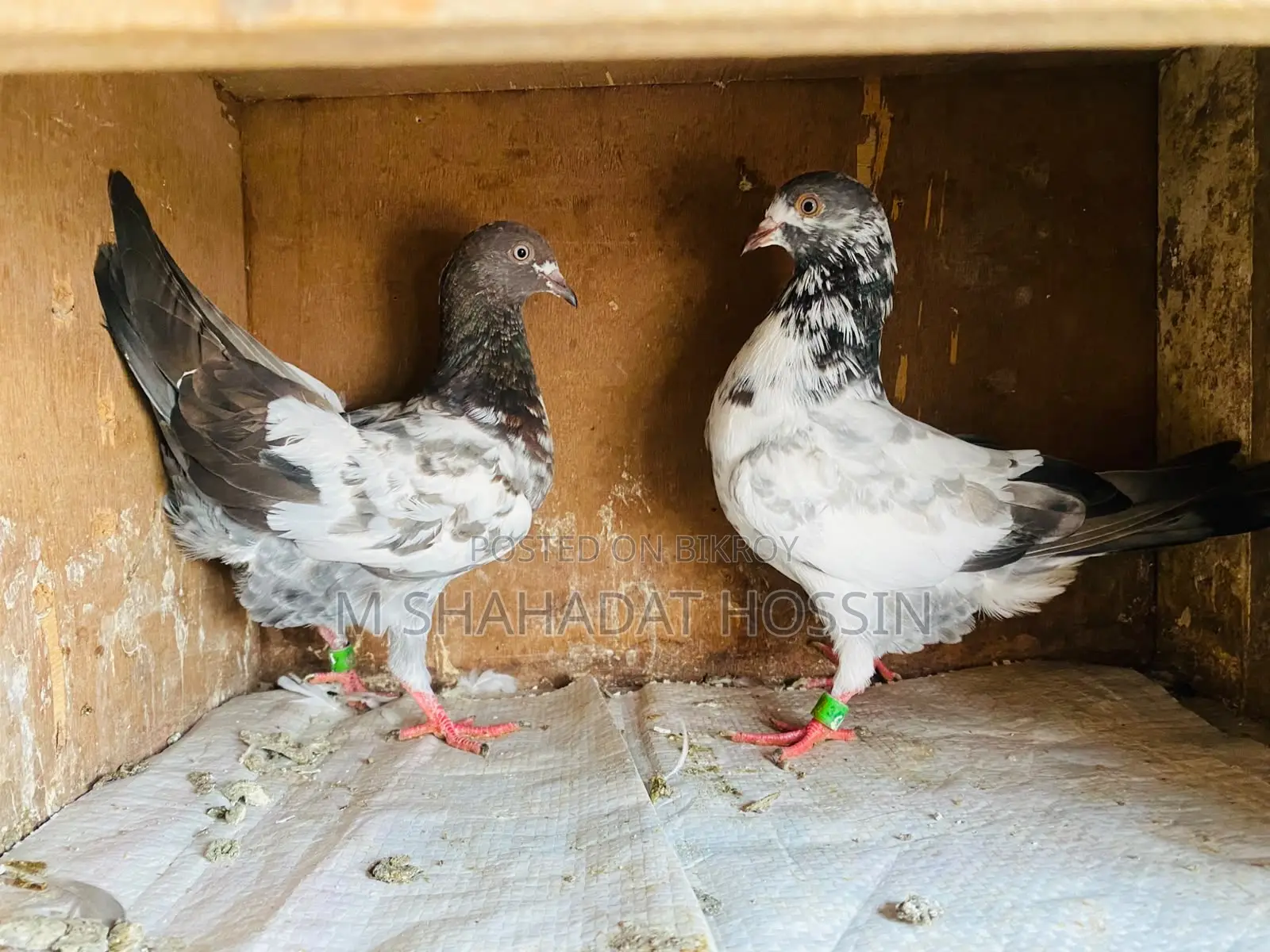 A pair of Giribaz pigeons, calling for chicks, will lay eggs soon