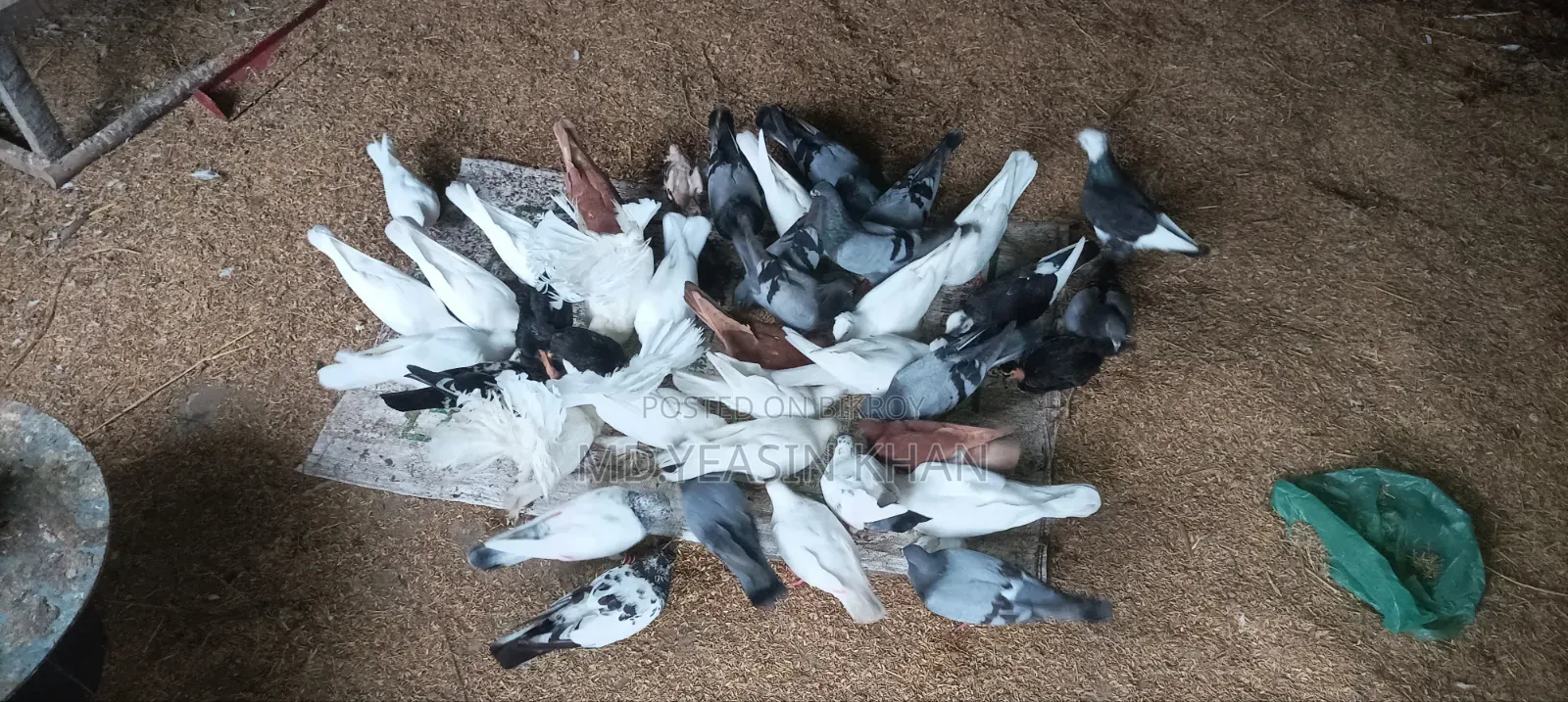 Many pigeons for sale