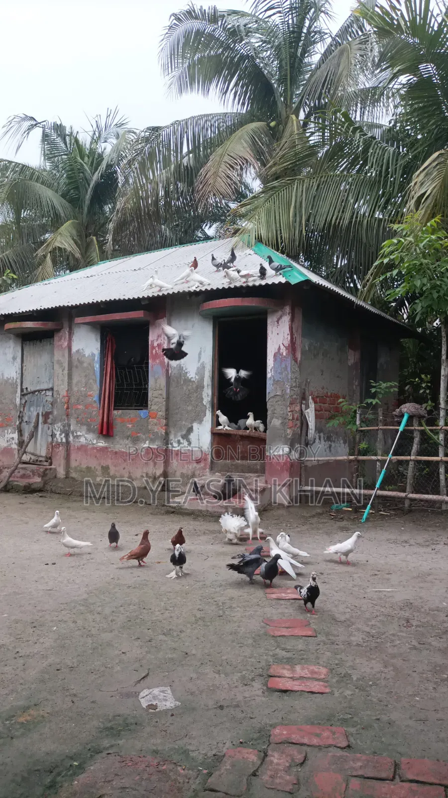 Many pigeons for sale