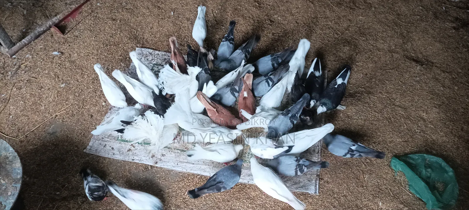 Many pigeons for sale