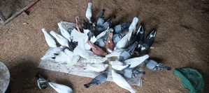 Many pigeons for sale