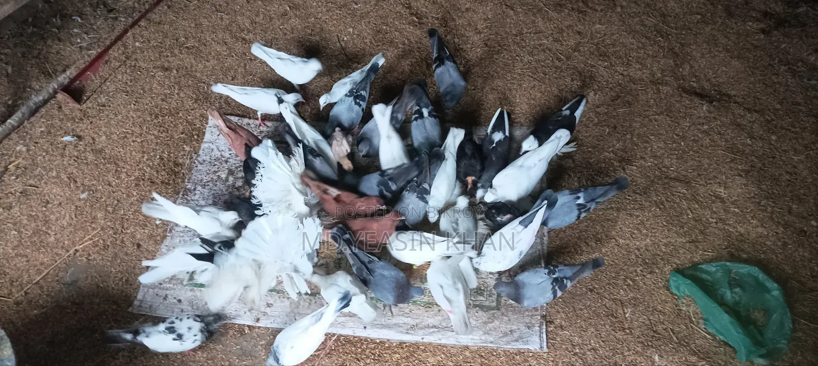 Many pigeons for sale