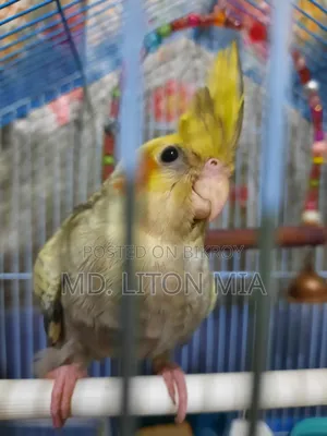 Cockatiel Pakhi