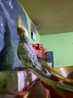 Cockatiel Pakhi