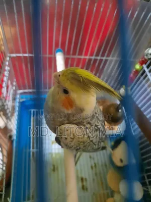 Cockatiel Pakhi