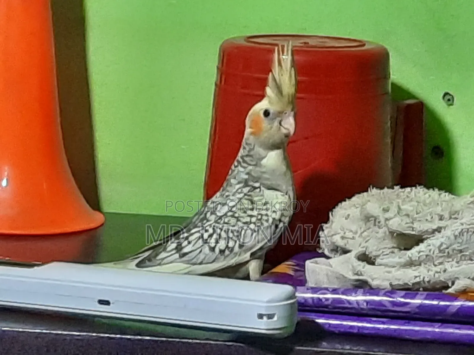 Cockatiel Pakhi