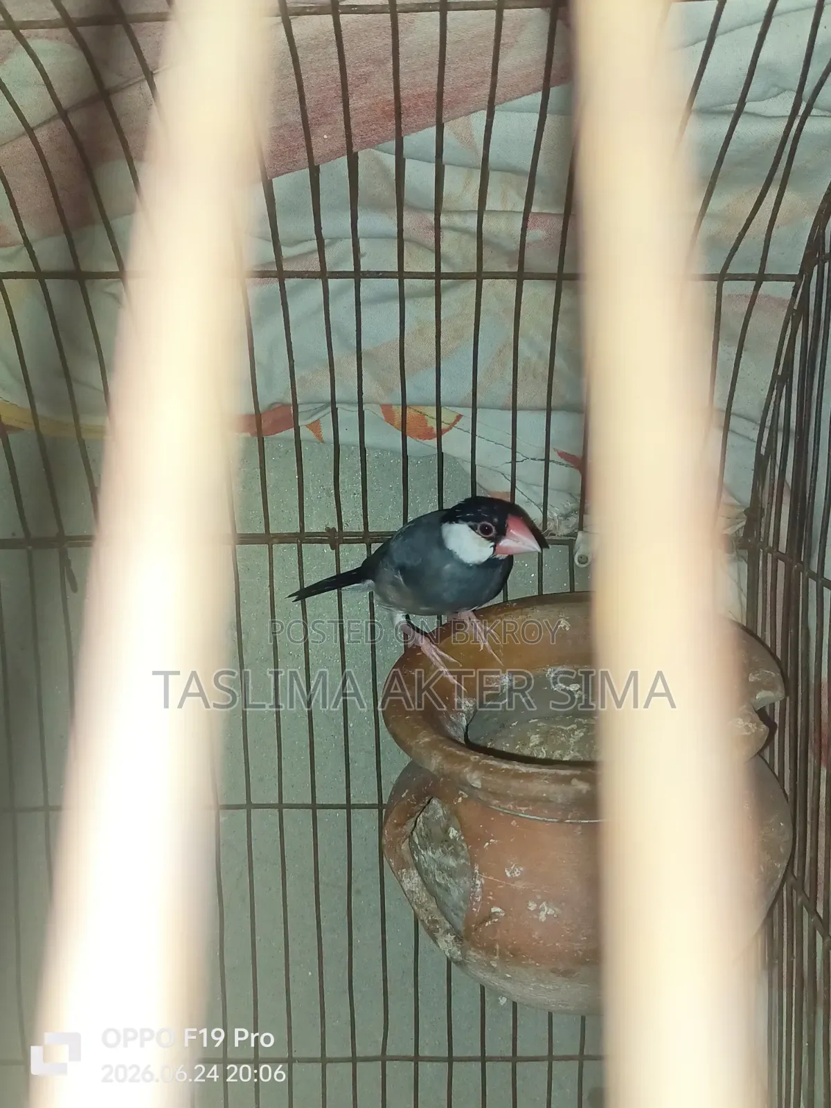 Java Finch for sale