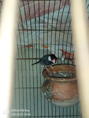 Java Finch for sale
