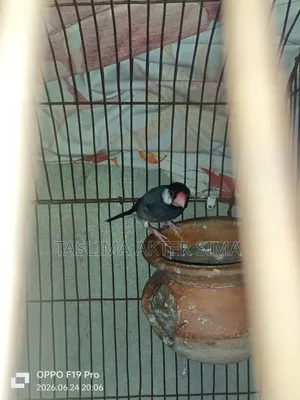 Java Finch for sale