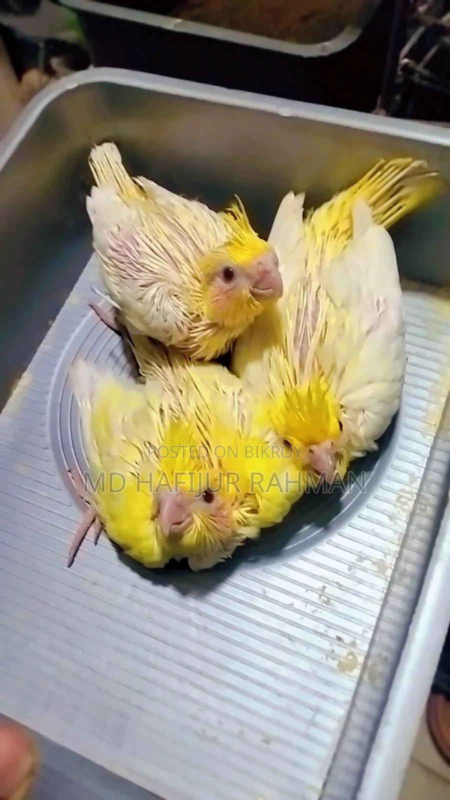 Cockatiel Tame Size Baby কোকাটেল টেম সাইজ বেবি