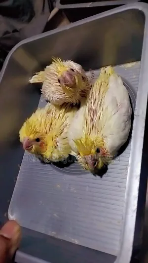 Cockatiel Tame Size Baby কোকাটেল টেম সাইজ বেবি